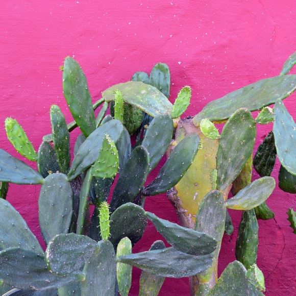 penniesandroses